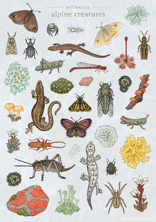 Alpine Creatures Alpine Creatures