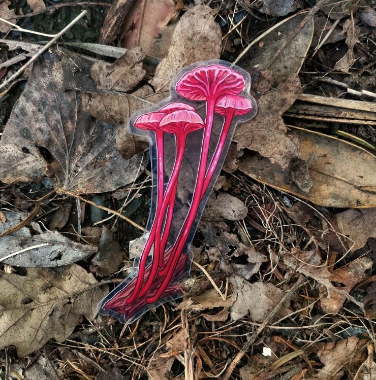 Red fungi Red fungi