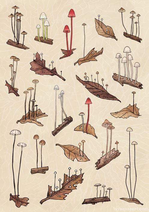 Tiny Fungi Tiny Fungi