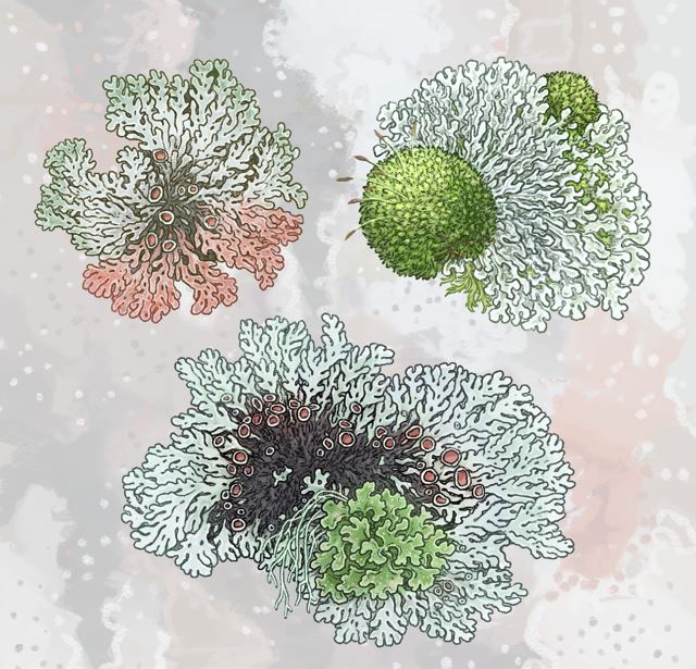 Lichen stickers Lichen stickers