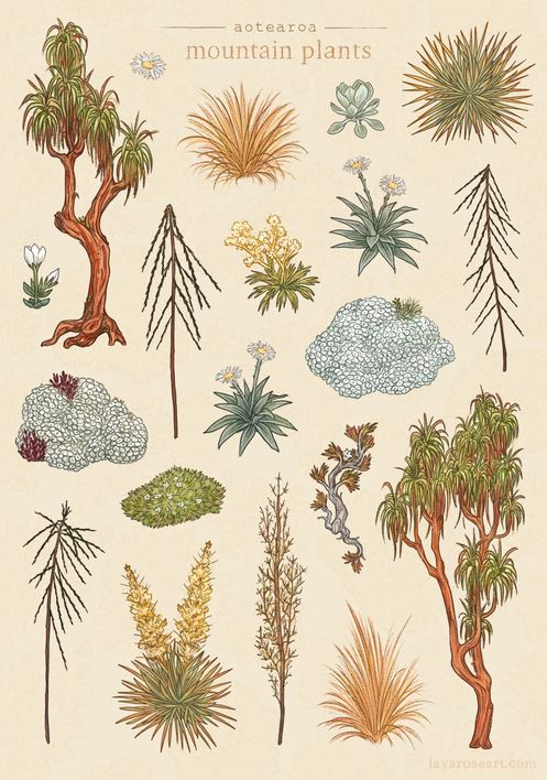 Mountain Plants